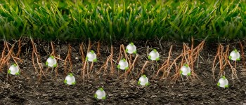 Come il fosforo da fonti riciclabili viene utilizzato nei concimi: tecnologia Pearl di ICL