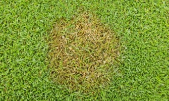 Microdochium (o Fusariosi), malattia fungina del prato: rimedi e cura