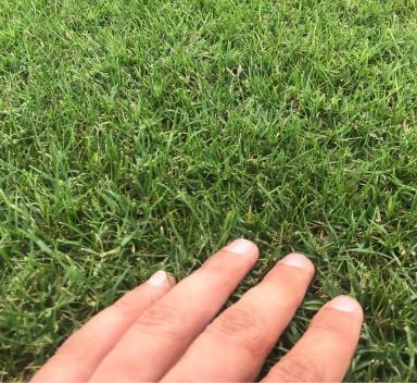 Specie macroterme per il prato del giardino: cosa sono, come sceglierle