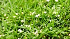 Guida alla concimazione del prato: calendario, operazioni, tecniche, prodotti