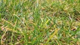 Come evitare l’ingiallimento invernale dei prati in festuca arundinacea