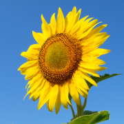 Crop image
