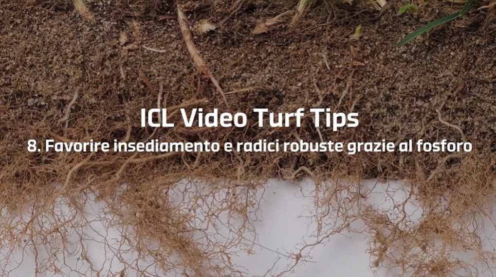 08 | Come sviluppare radici forti per avere prati belli e resistenti – Video Turf Tips
