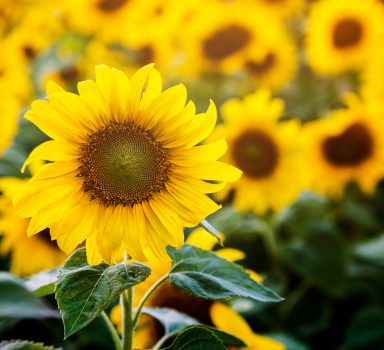 Prova con Agromaster<sup>®</sup> sul girasole (Italia)