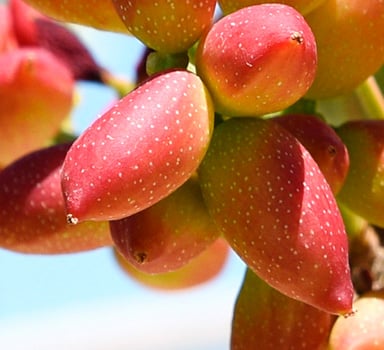 Pistacchio