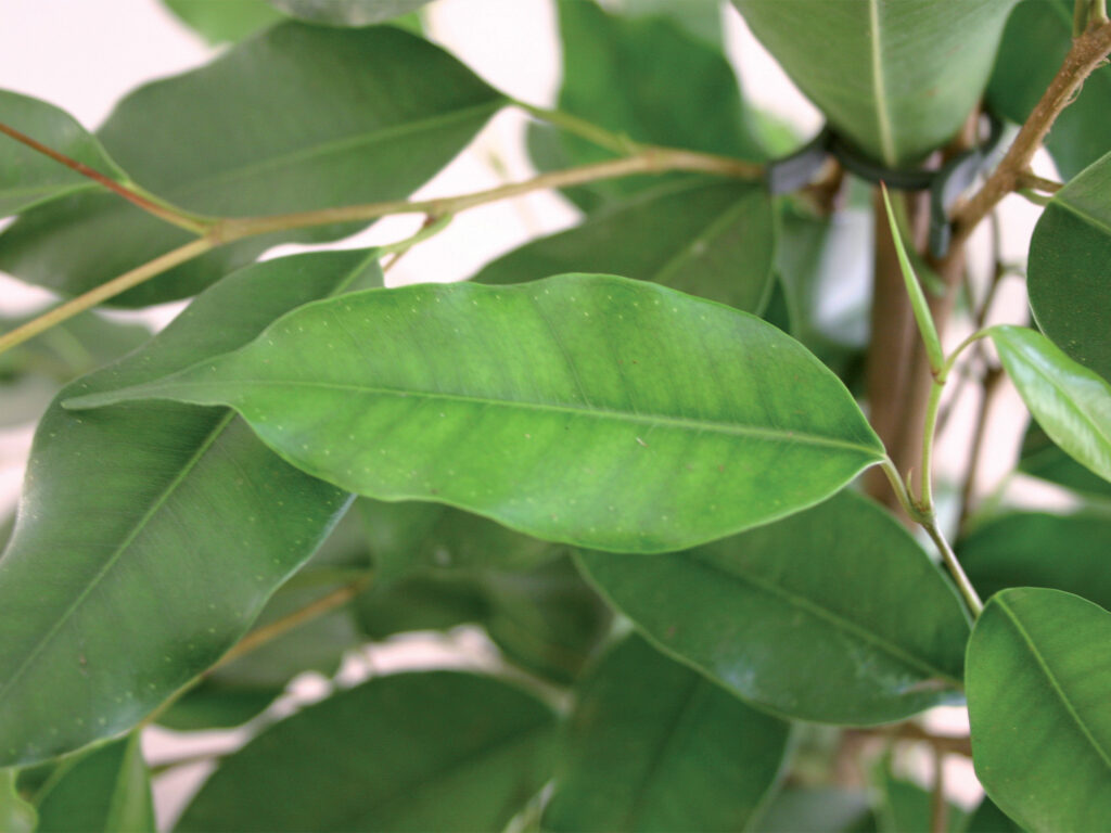 Carenza di magnesio in ficus - Carenze nutrizionali piante ornamentali