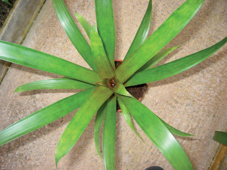 Carenza di magnesio in Guzmania - Carenze nutrizionali piante ornamentali
