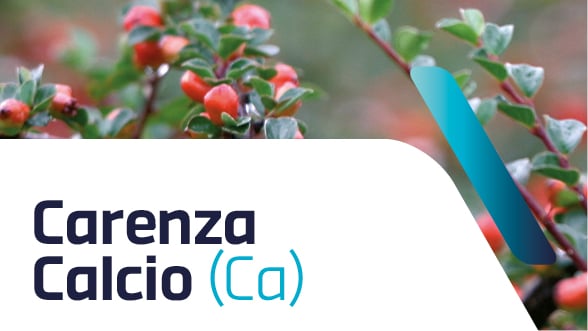 Carenza di calcio nelle piante ornamentali: sintomi e cura