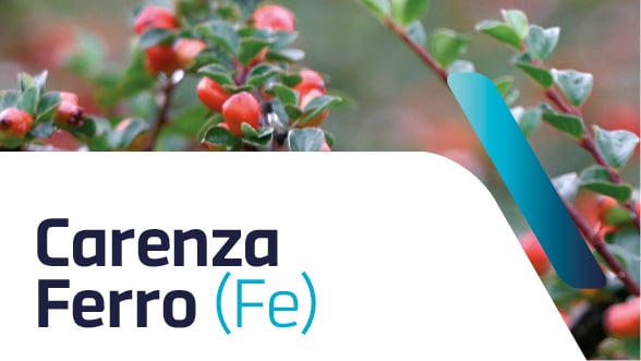 Carenza di ferro nelle piante ornamentali: sintomi e cura