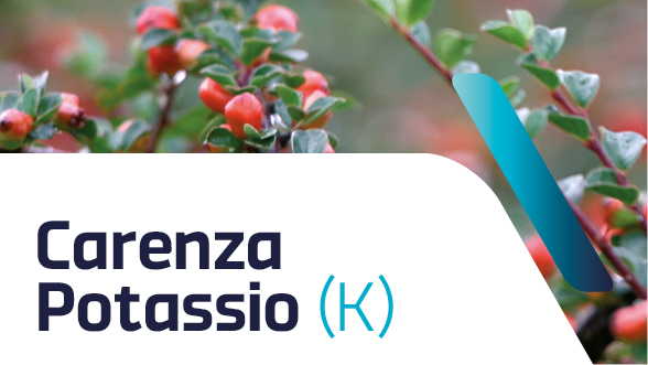 Carenza di potassio nelle piante ornamentali: sintomi e cura