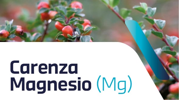 Carenza di magnesio nelle piante ornamentali: sintomi e cura