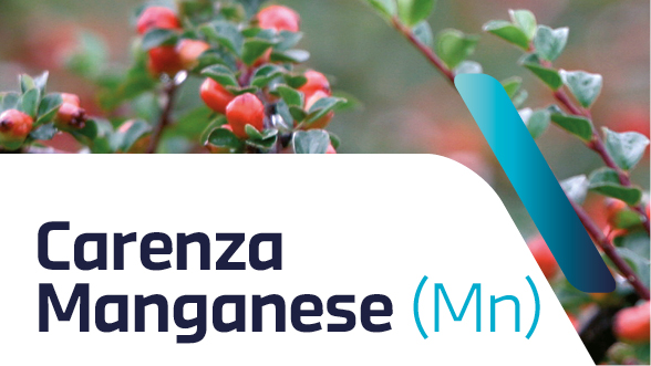Carenza di manganese nelle piante ornamentali: sintomi e cura