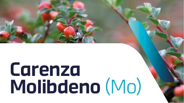Carenza di molibdeno nelle piante ornamentali: sintomi e cura
