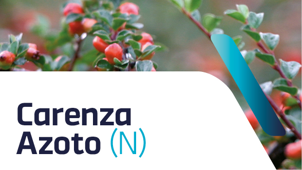 Carenza di azoto nelle piante ornamentali: sintomi e cura