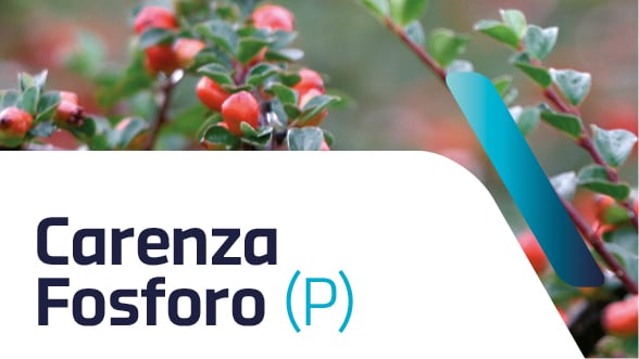 Carenza di fosforo nelle piante ornamentali: sintomi e cura