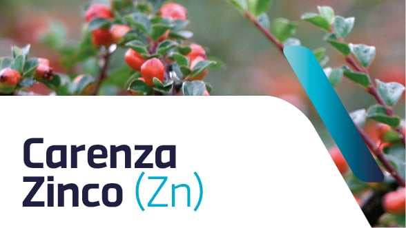 Carenza di zinco nelle piante ornamentali: sintomi e cura
