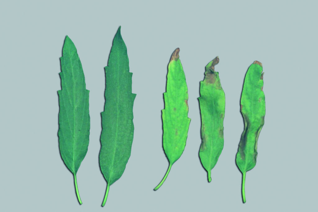  Carenza di potassio in Cariopteris - Carenze nutrizionali piante ornamentali