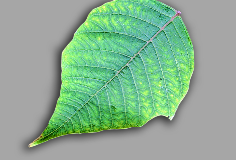Carenza di zinco in Stella di Natale - Carenze nutrizionali piante ornamentali