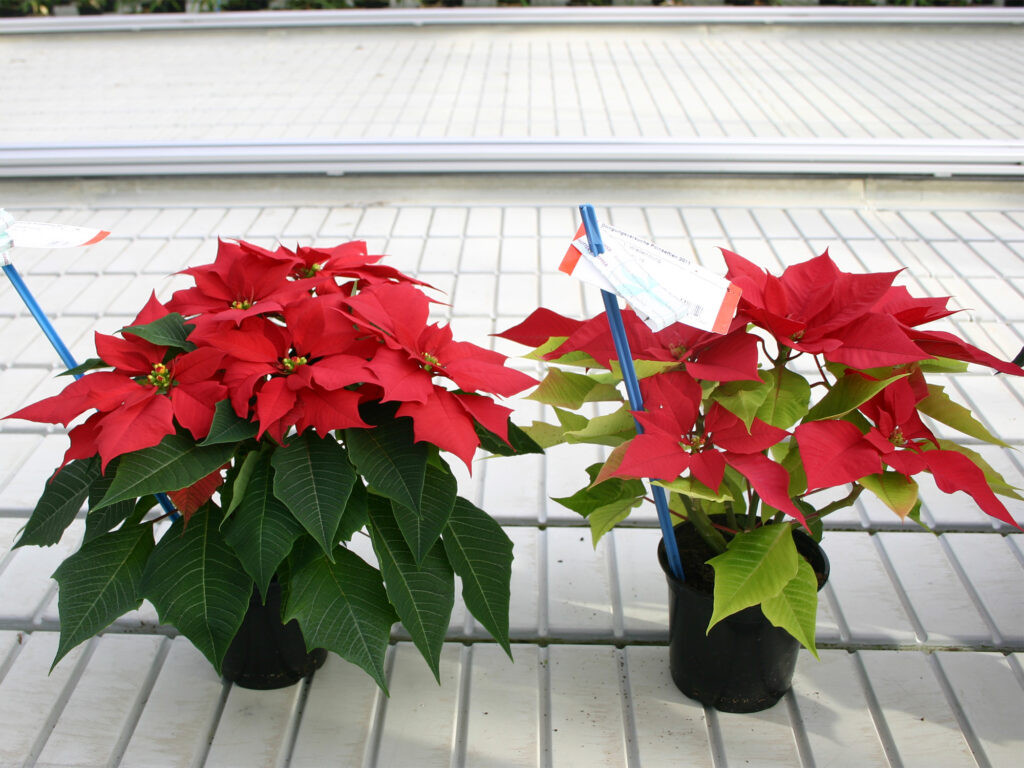 Carenza di zolfo in Stella di Natale  - Carenze nutrizionali piante ornamentali