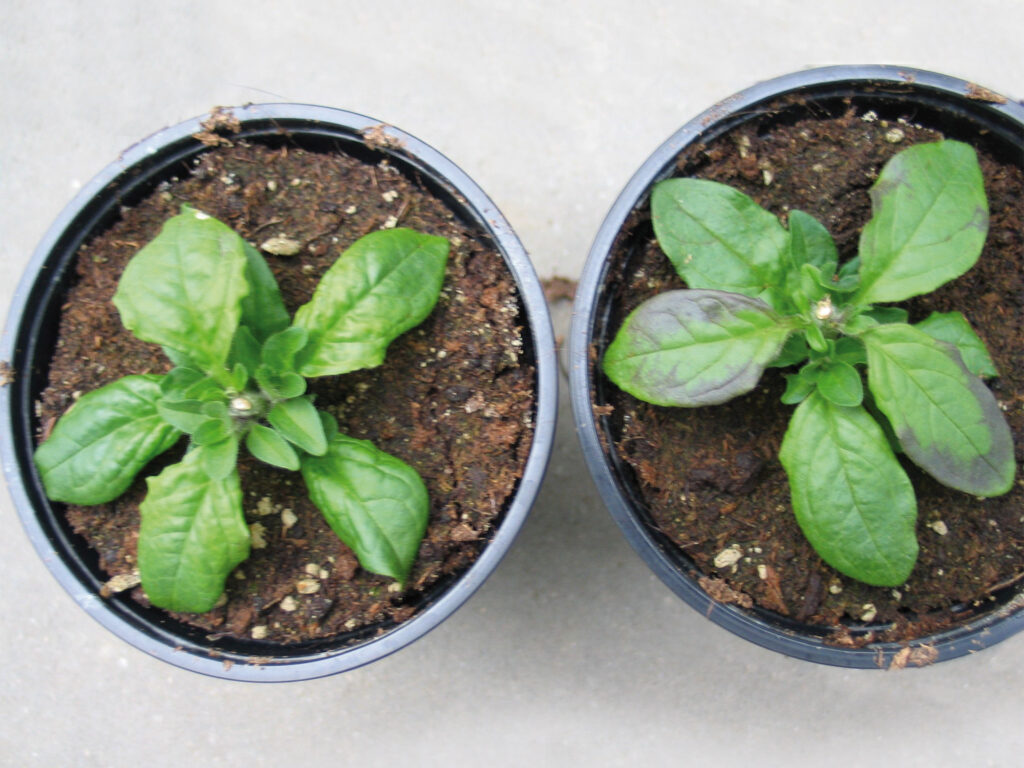Carenza di fosforo nella petunia - Carenze nutrizionali piante ornamentali