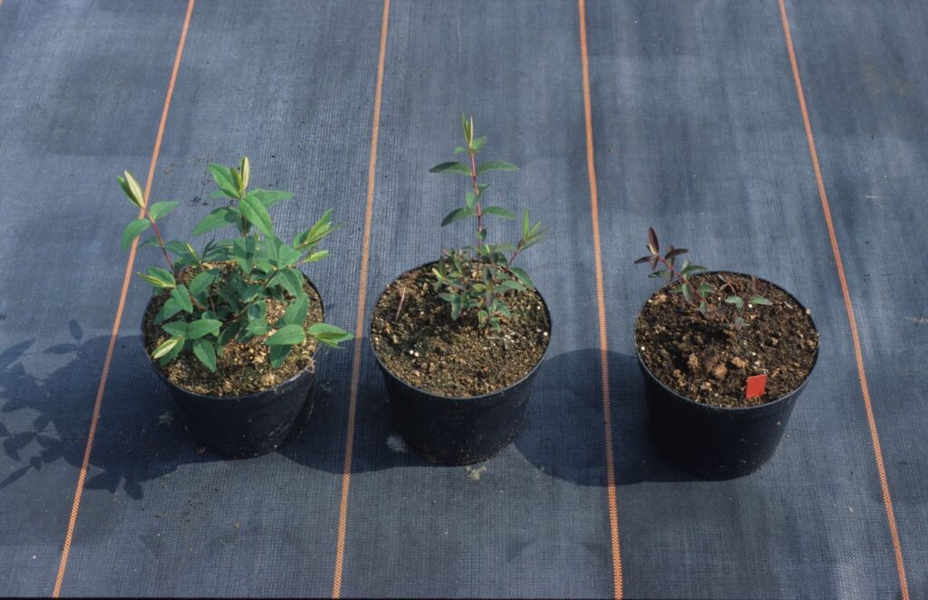 Carenza di fosforo in iperico - Carenze nutrizionali piante ornamentali