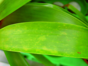 Pianta con carenza nutrizionale di azoto - Guzmania "Ostara"