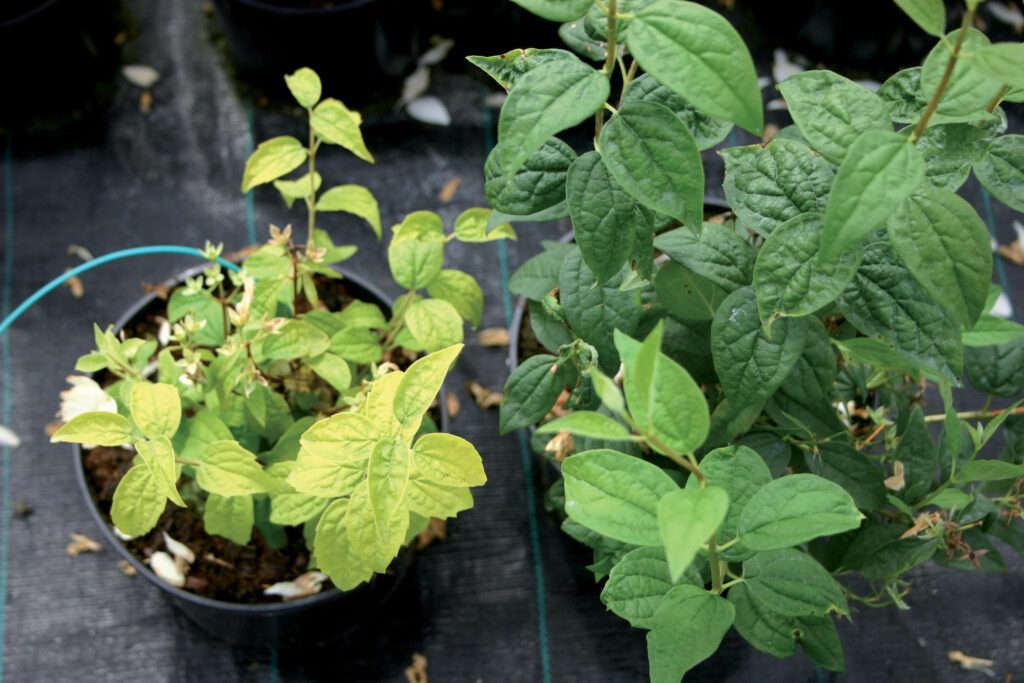 Carenza di azoto in Philadelphus - Carenze nutrizionali piante ornamentali