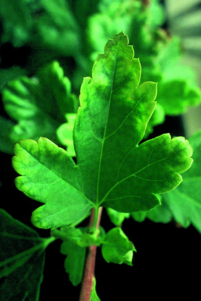 Carenza di molibdeno in ribes - Carenze nutrizionali elementi nutritivi