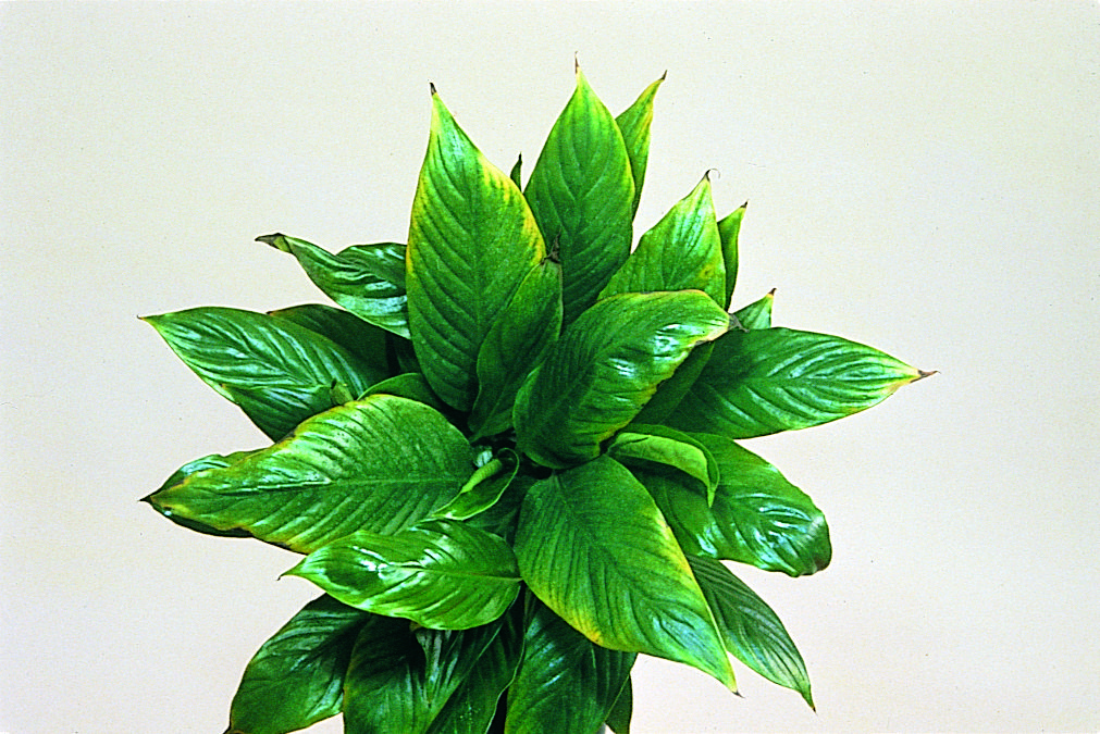 Carenza di manganese in Spathyphyllum - Carenze nutrizionali piante ornamentali