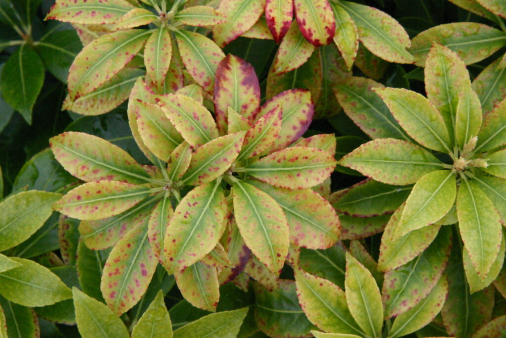 Carenza di manganese in Pieris - Carenze nutrizionali piante ornamentali