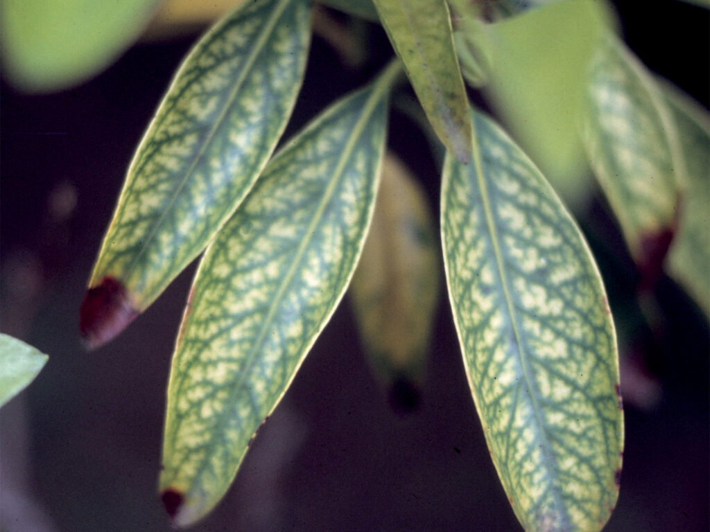 Carenza di manganese in Kalmia - Carenze nutrizionali piante ornamentali