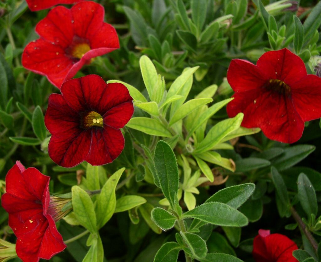 Carenza di ferro in  Calibrachoa - Carenze nutrizionali piante ornamentali