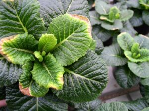Pianta con carenza nutrizionale di calcio - Primula