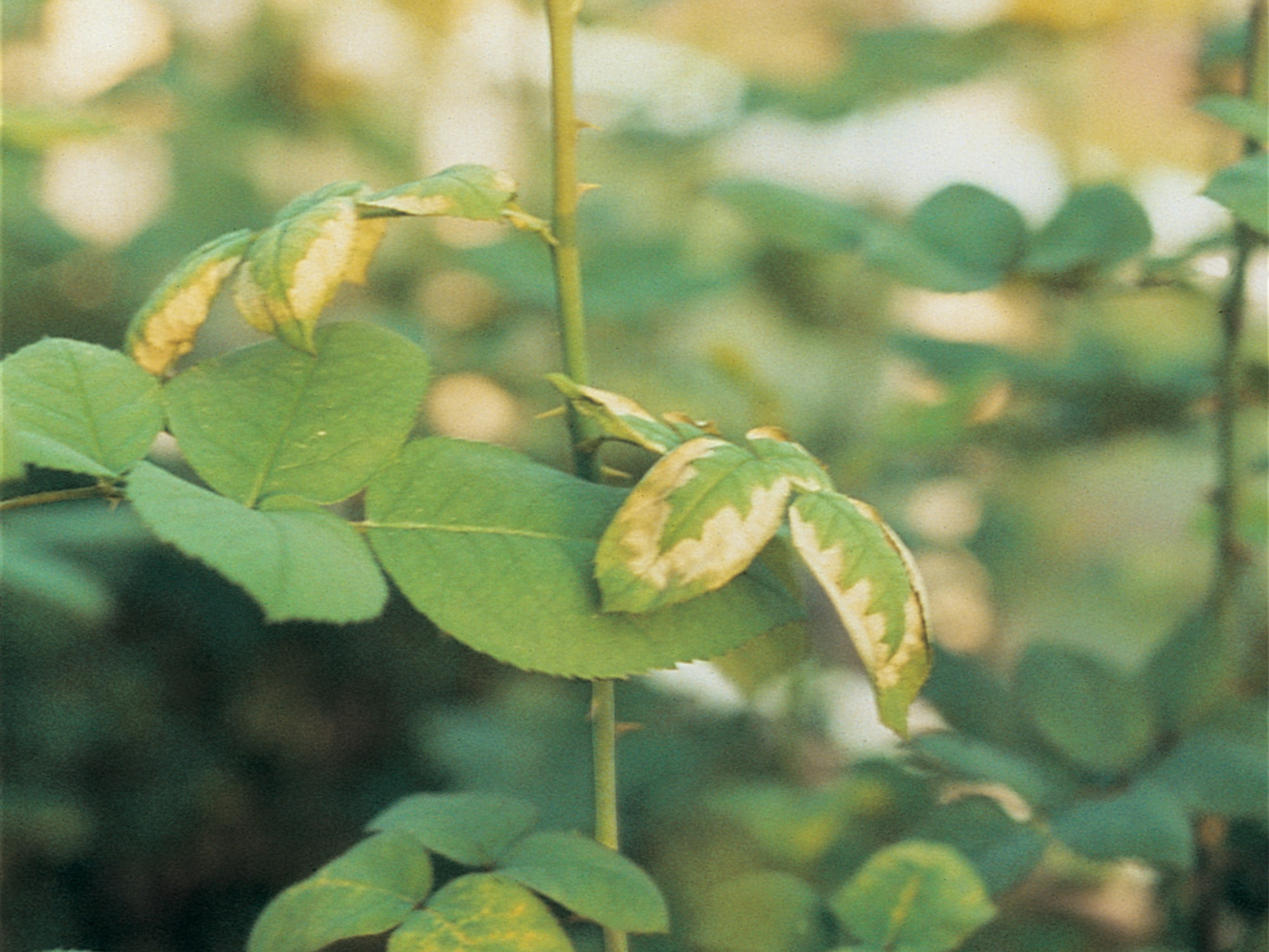 Carenza di calcio in Rosa - Carenze nutrizionali piante ornamentali