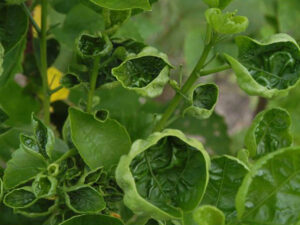 Pianta con carenza nutrizionale di boro - Ibisco