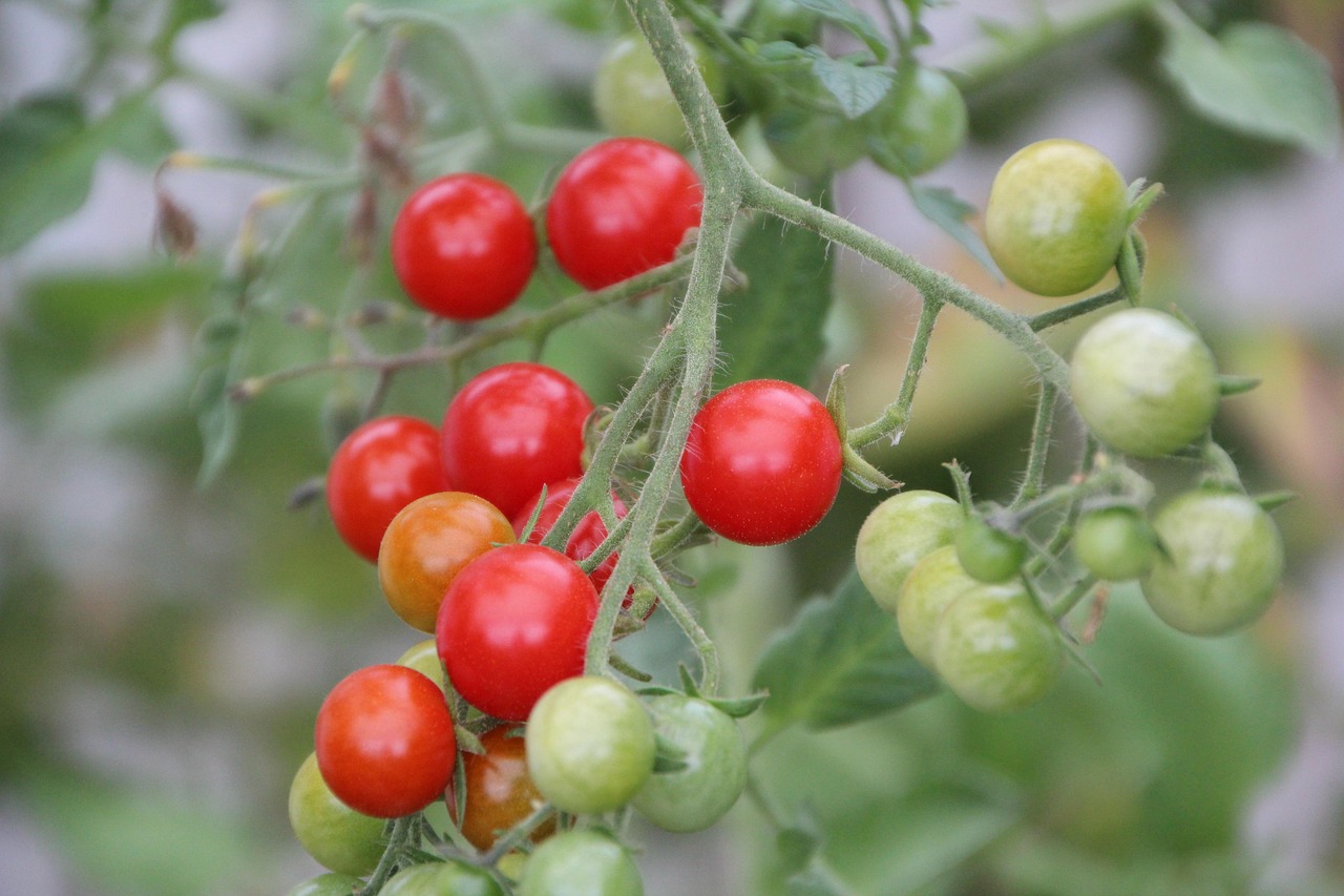 Pomodoro ciliegino in serra.
