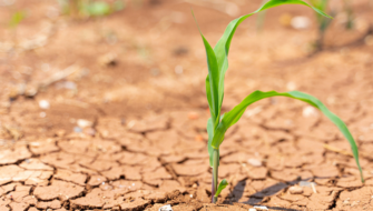 Come abbassare la salinità nel terreno: le soluzioni ICL
