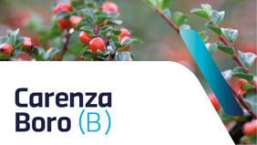Carenza di boro nelle piante ornamentali: sintomi e cura
