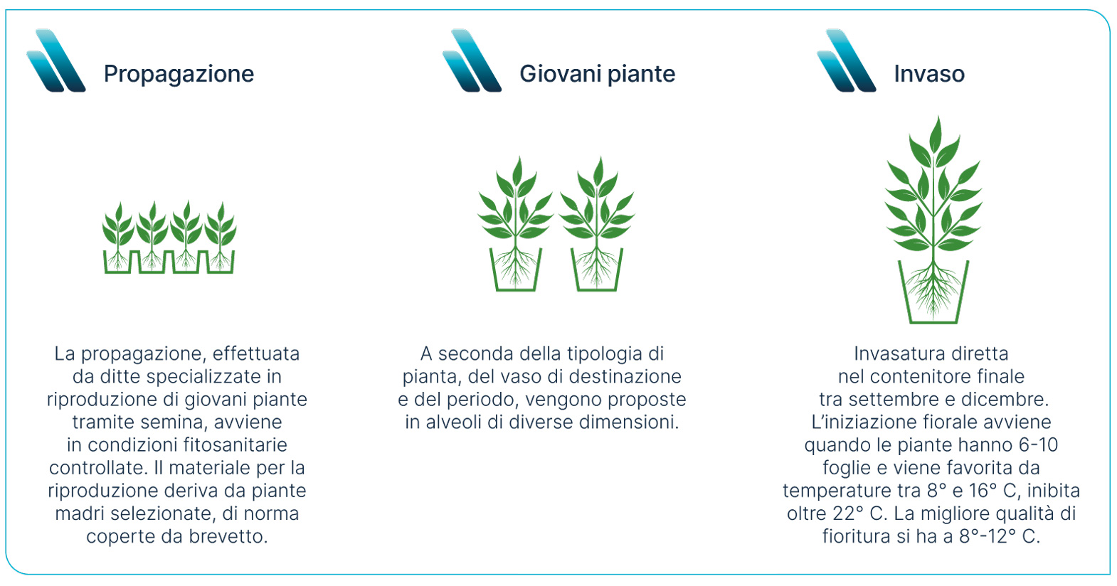 Propagazione e invaso della Primula acaulis
