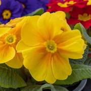 Primula acaulis