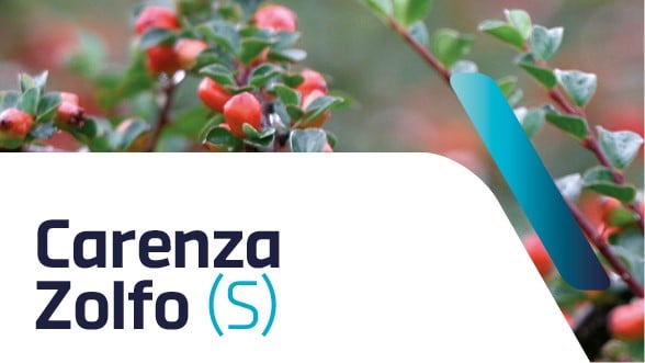 Carenza di zolfo nelle piante ornamentali: sintomi e cura