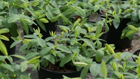 Guida al ferro per piante nelle produzioni florovivaistiche