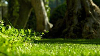 Il miglior fertilizzante per concimare il prato in primavera