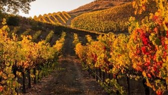 La concimazione autunnale biologica di vite e frutteti