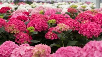 Guida al fosforo per piante nelle produzioni florovivaistiche