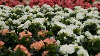 Guida al potassio per piante nelle produzioni florovivaistiche
