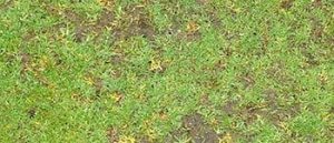 L'Antracnosi causata dal patogeno Colletotrichum graminicola è una malattia fungina del prato