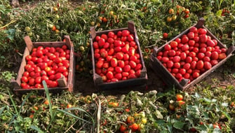 Pomodoro da industria: concimare di più significa produrre di più?