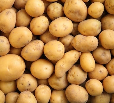 Prova in campo con Polysulphate sulla patata