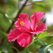 Hibiscus rosa sinensis